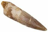 Fossil Spinosaurus Tooth - Real Dinosaur Tooth #222617-1